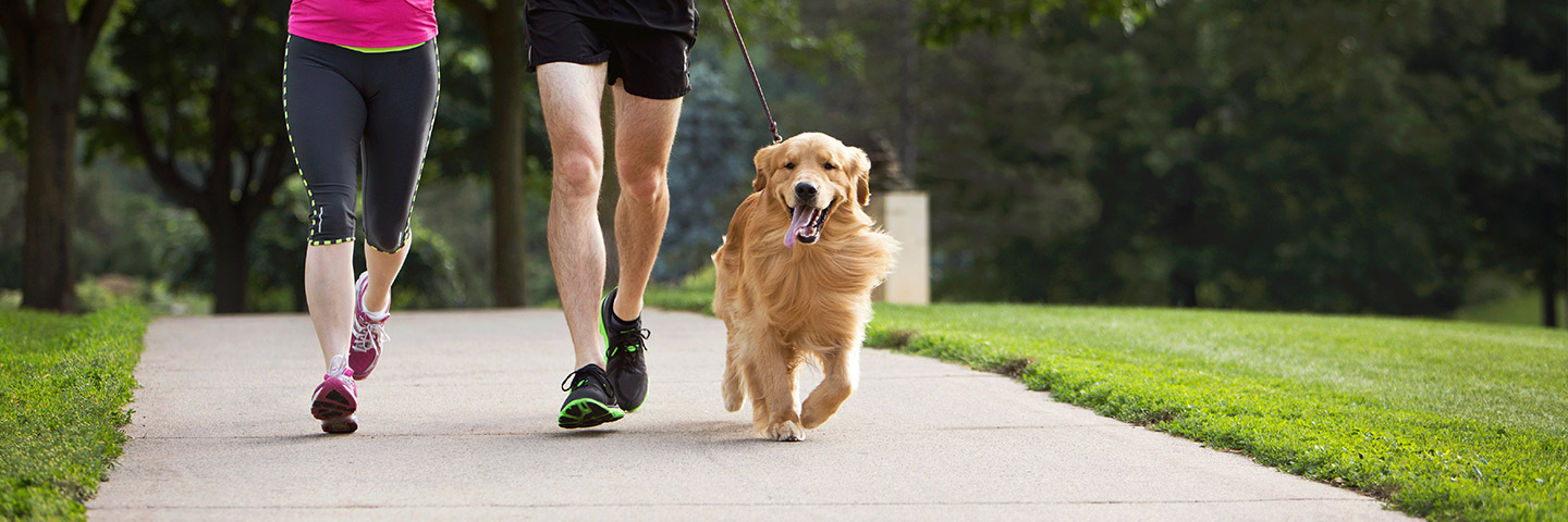 DogWatch by C No Pet Fence, Long Grove, IL, Illinois | Electronic Dog Training Collars Footer Image Image