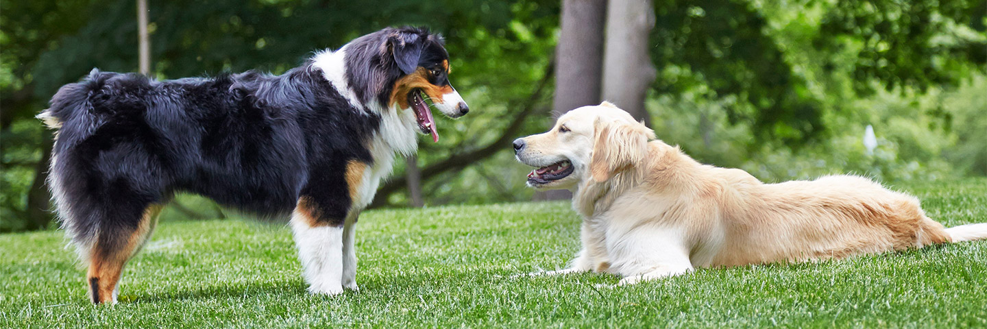 DogWatch by C No Pet Fence, Long Grove, IL, Illinois | Outdoor Hidden Dog Fences Slider Image