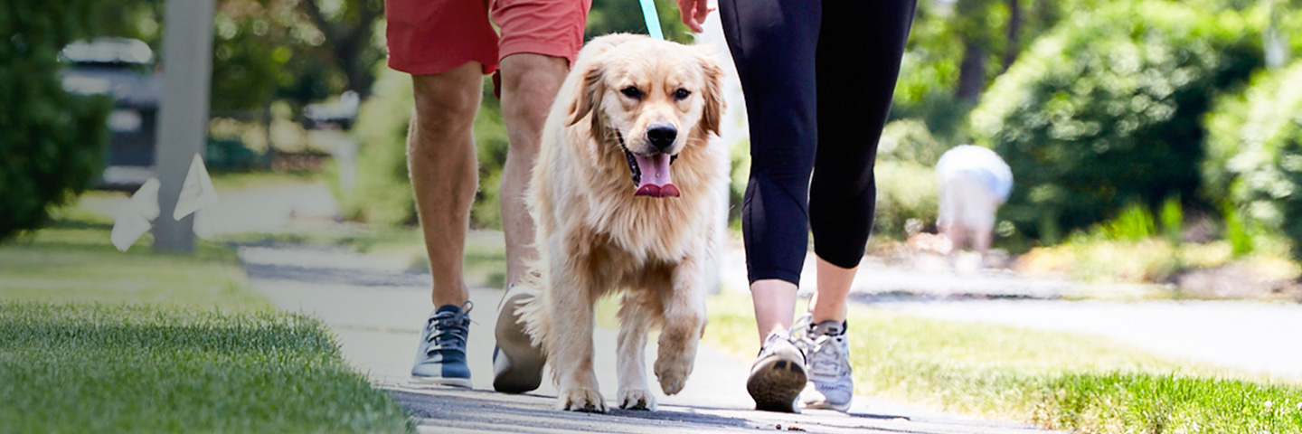 DogWatch by C No Pet Fence, Long Grove, IL, Illinois | SideWalker Leash Trainer Slider Image