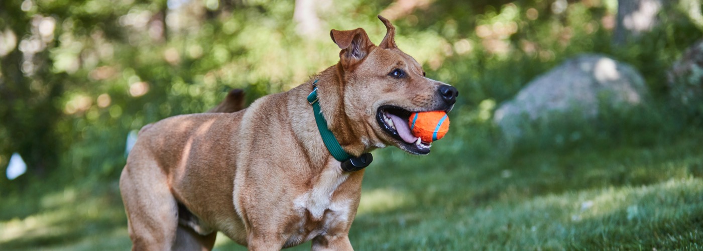 DogWatch by C No Pet Fence, Long Grove, IL, Illinois | ProFenceX Slider Image